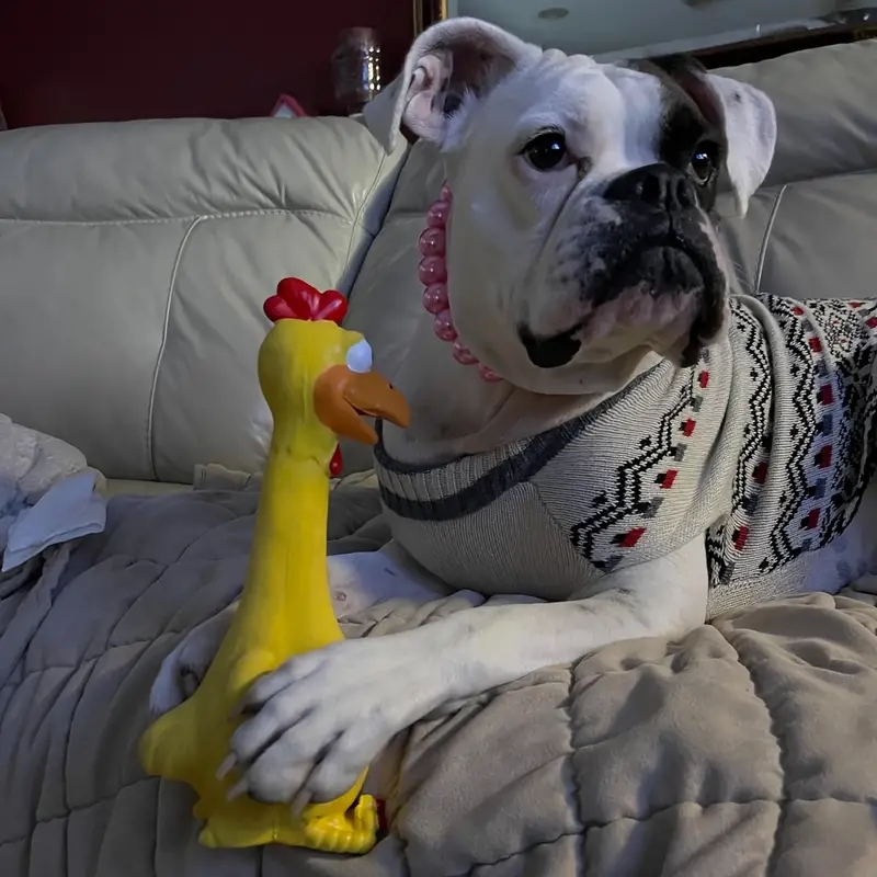 Grande brinquedo de mastigar d - Dog Muzzle Silicone avaliação e preço