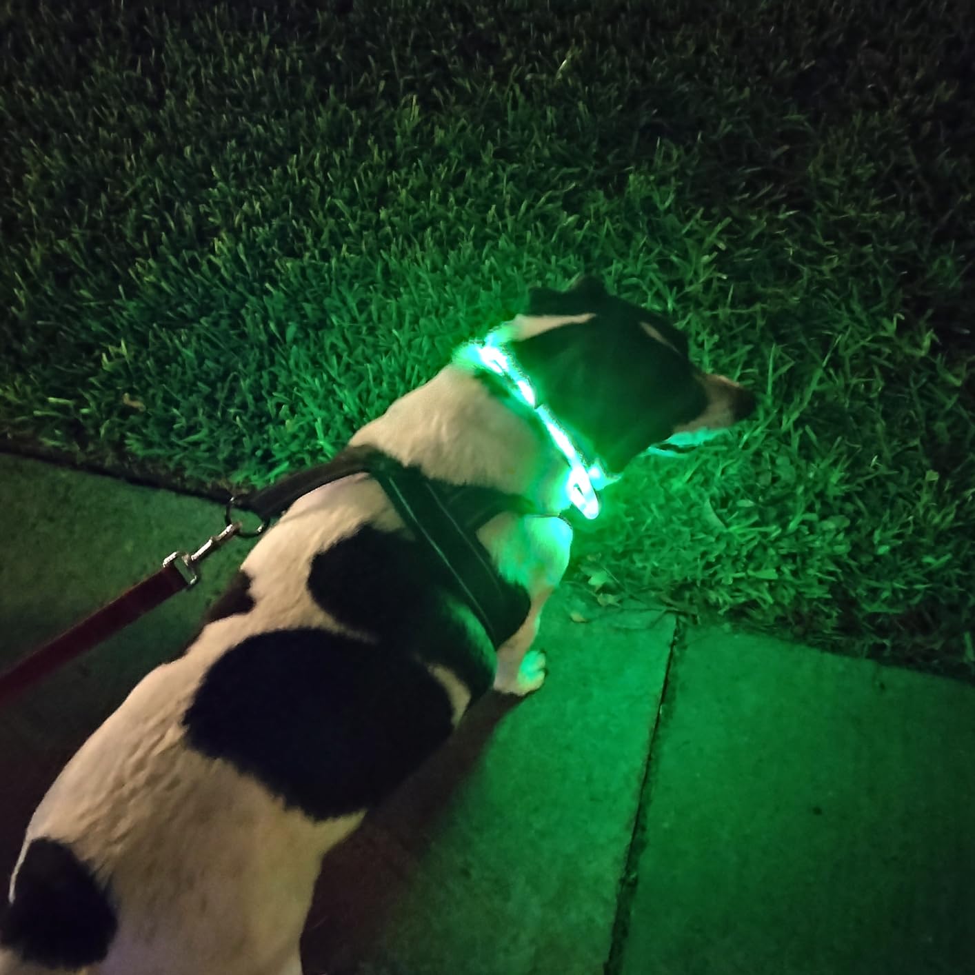 Coleira de cachorro LED de sil - Dog Muzzle Silicone avaliação e preço