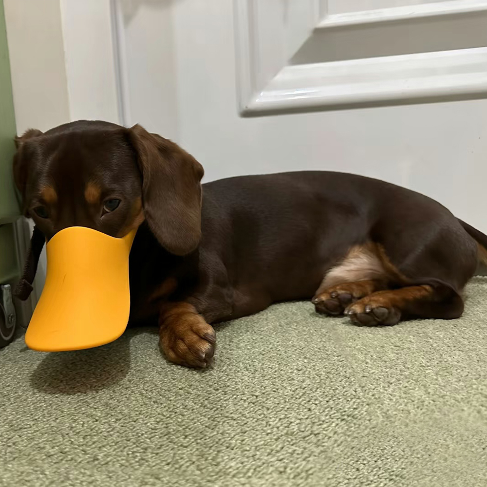 Focinheira de Silicone em Form - Dog Muzzle Silicone avaliação e preço